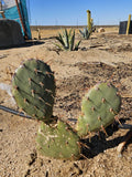Coastal Prickly Pear Cactus - Opuntia Littoralis, 2 Pads, Drought-Tolerant Succulent