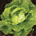 Tom Thumb Lettuce Seeds - Non-GMO Vegetable Seeds, Lactuca Sativa, Compact Growth, 600+ Seeds, USA Grown