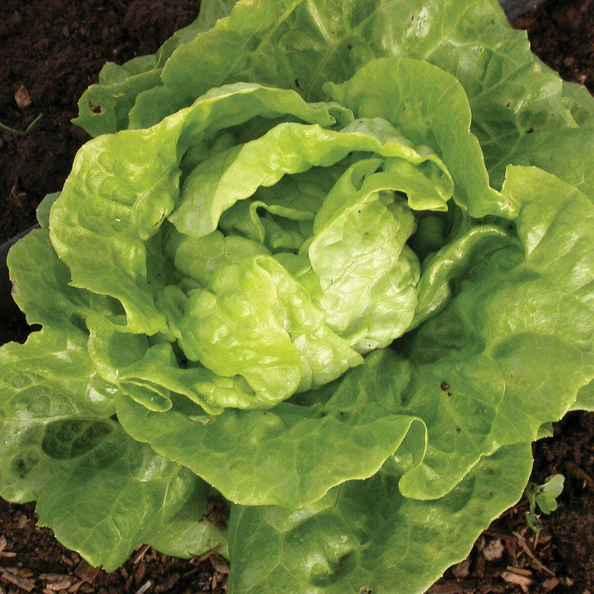 Tom Thumb Lettuce Seeds - Non-GMO Vegetable Seeds, Lactuca Sativa, Compact Growth, 600+ Seeds, USA Grown