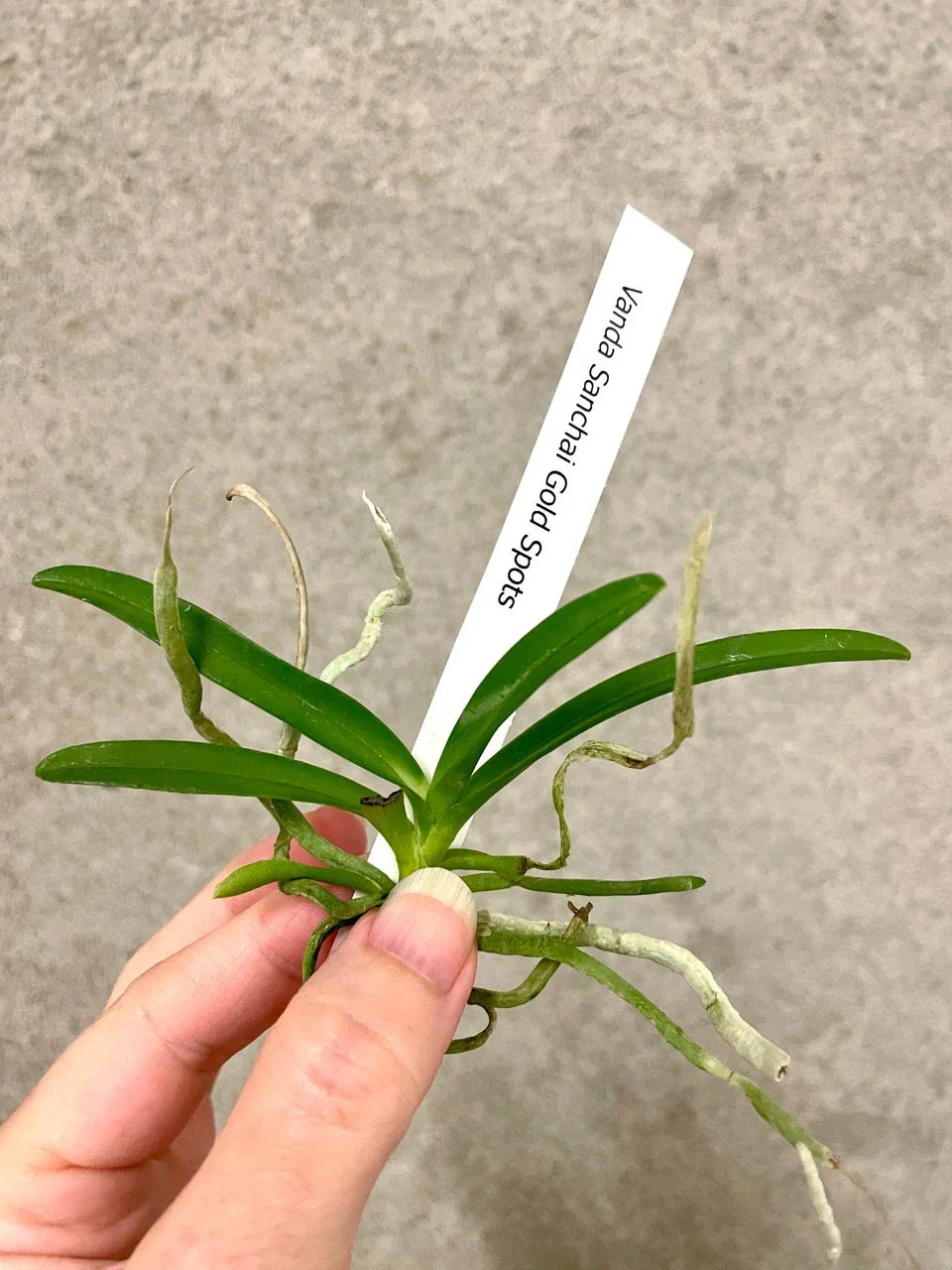 Vanda Orchid Plant - Potted 6-Inch Sanchai Gold Spots Orchid - Exotic Yellow Blooms - Vanda Sanchai Orchidaceae