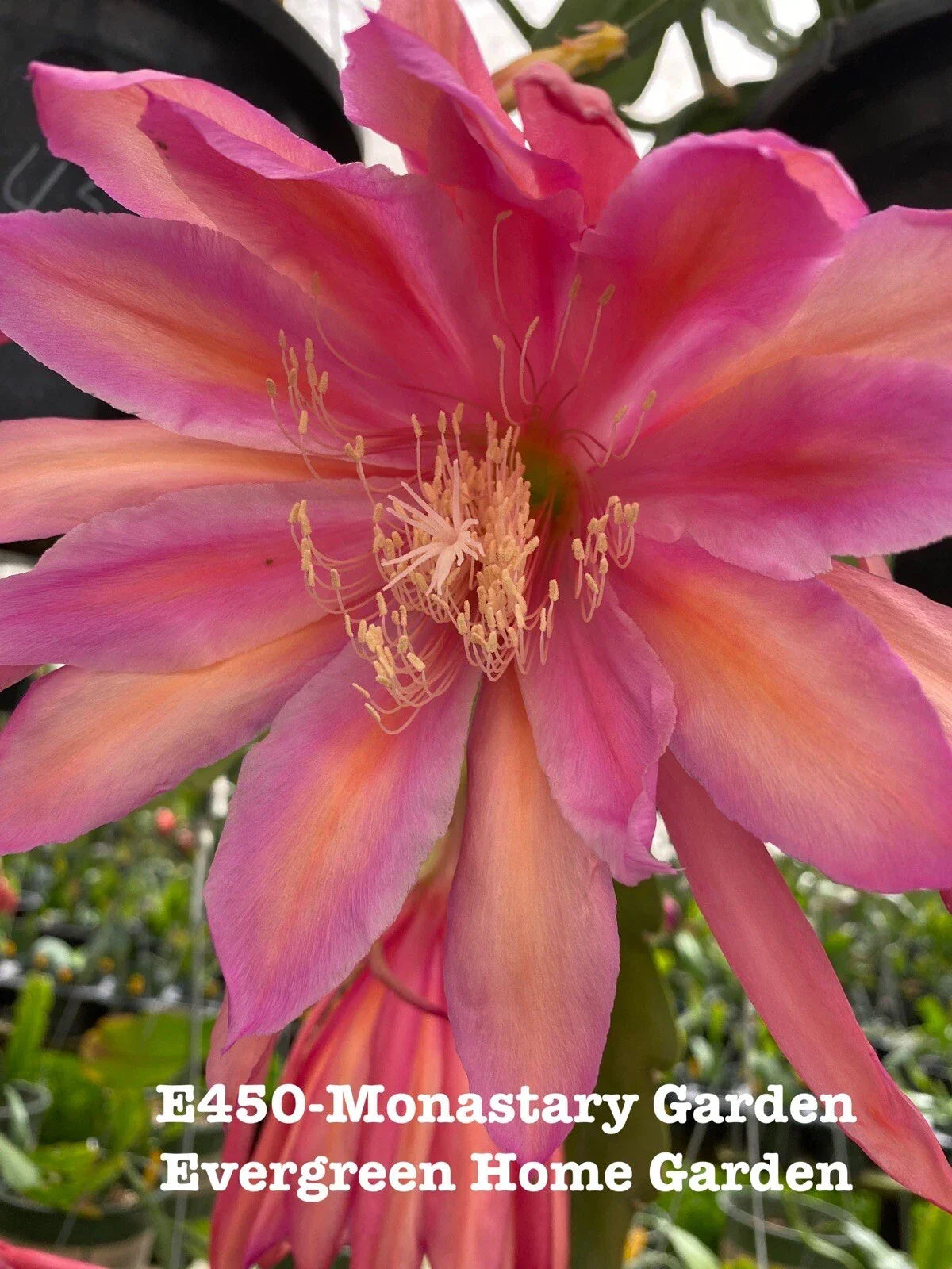 Epiphyllum Orchid Cactus Plant in 4-Inch Pot, Monastery Garden Variety, Indoor Drought-Tolerant Succulent, Epiphyllum spp.