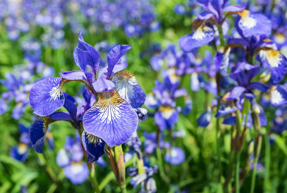 Siberian Iris Starter Plant - Well Rooted Iris sibirica with Frilly Blue Flowers for Gardens - Early Season Color