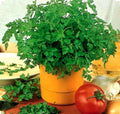 Chervil Seeds - Organic Non-GMO Culinary Herb - Anthriscus cerefolium - 350+ Seeds for Gardening & Cooking