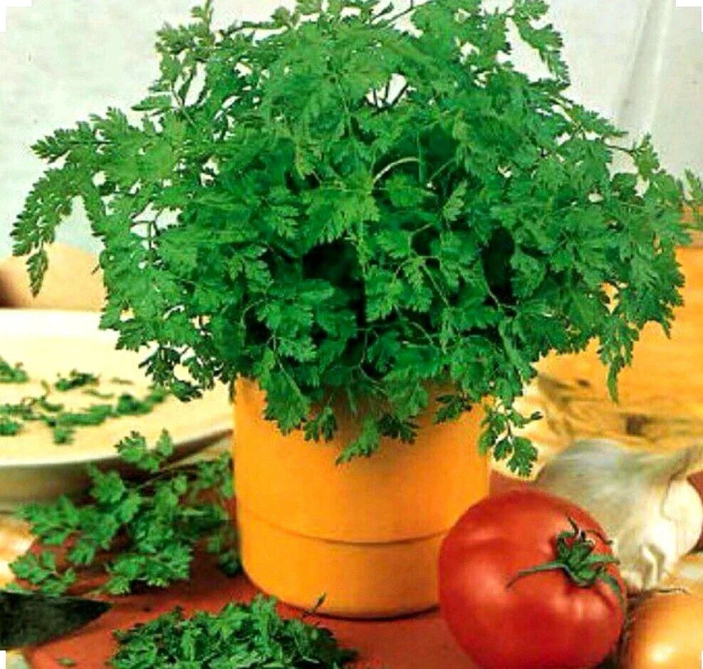 Chervil Seeds - Organic Non-GMO Culinary Herb - Anthriscus cerefolium - 350+ Seeds for Gardening & Cooking