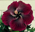 Dark Red Black Hibiscus Seeds - Perennial Flower Seeds for Garden, Hibiscus rosa-sinensis, 20 Seeds