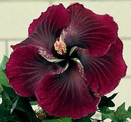 Dark Red Black Hibiscus Seeds - Perennial Flower Seeds for Garden, Hibiscus rosa-sinensis, 20 Seeds