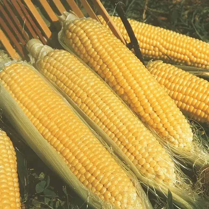 Kandy Korn Sweet Corn Seeds - Early Hybrid, High Sugar Content, Zea mays 'Kandy Korn'