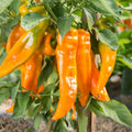 Golden Treasure Sweet F1 Pepper Seeds – Capsicum annuum, Yellow Fruits, Non-GMO, 30 Seeds