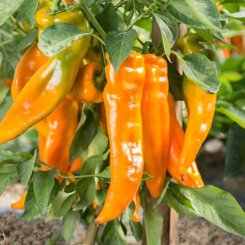 Golden Treasure Sweet F1 Pepper Seeds – Capsicum annuum, Yellow Fruits, Non-GMO, 30 Seeds