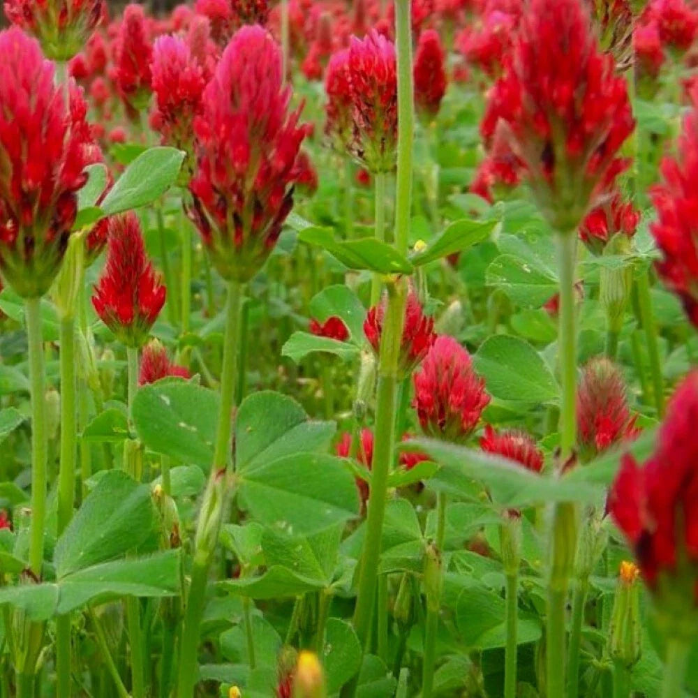 Crimson Clover Seeds | NON-GMO Cover Crop | Heirloom Trifolium incarnatum | Soil Fertility & Weed Suppression