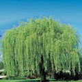 Weeping Willow Cuttings - 10 Unrooted Salix babylonica for Water Gardens, Shade & Privacy Screening