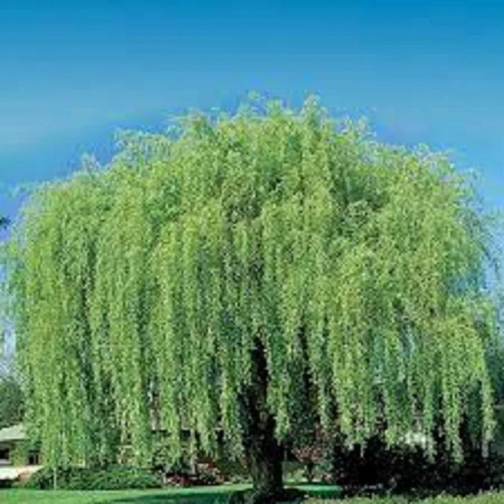 Weeping Willow Cuttings - 10 Unrooted Salix babylonica for Water Gardens, Shade & Privacy Screening