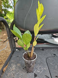 ZZ Plant Chameleon Variegated 3" Pot - Zamioculcas zamiifolia Indoor Houseplant, Low Light Tolerant, Drought-Resistant, Air-Purifying