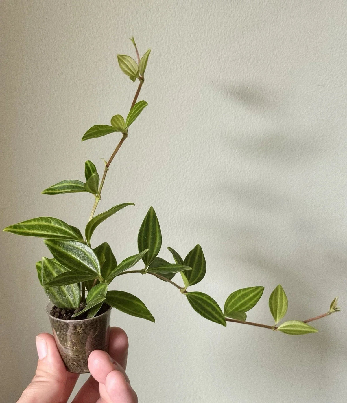 Rooted Cuttings Peperomia Angulata 'Funky Frog' - Variegated Easy Care Indoor Plant