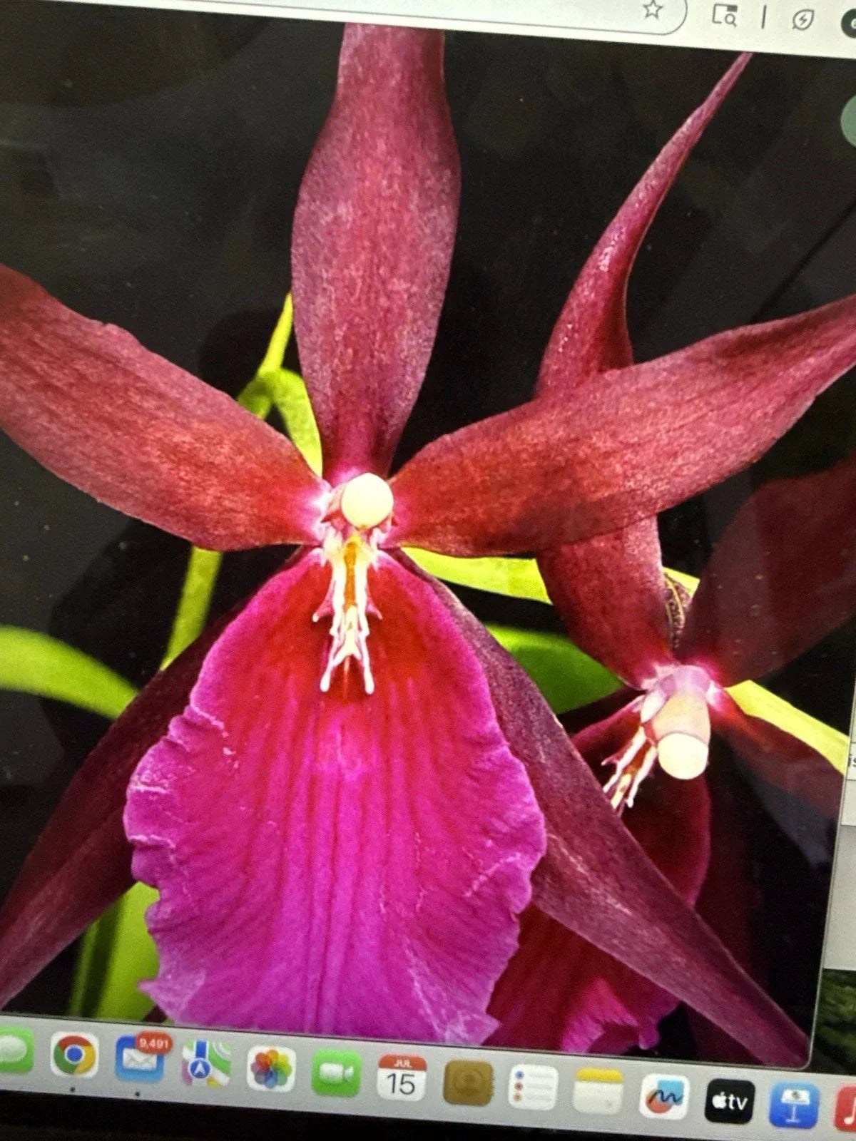 Orchid Plant Bare Root Mtssa Royal Robe Mormodes × Catasetum Tropical Flowering Bulb