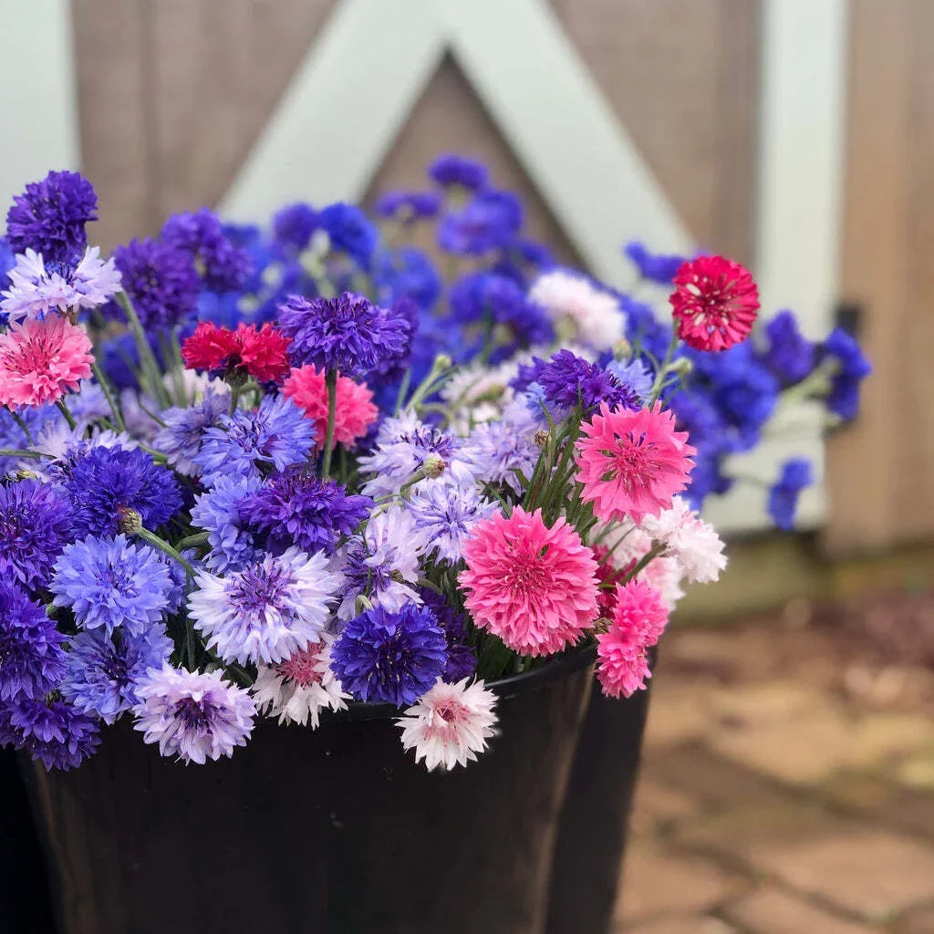 Bachelor Button Seeds Mix - Colorful Flower Garden Seeds for Cutting Bouquets - Centaurea cyanus