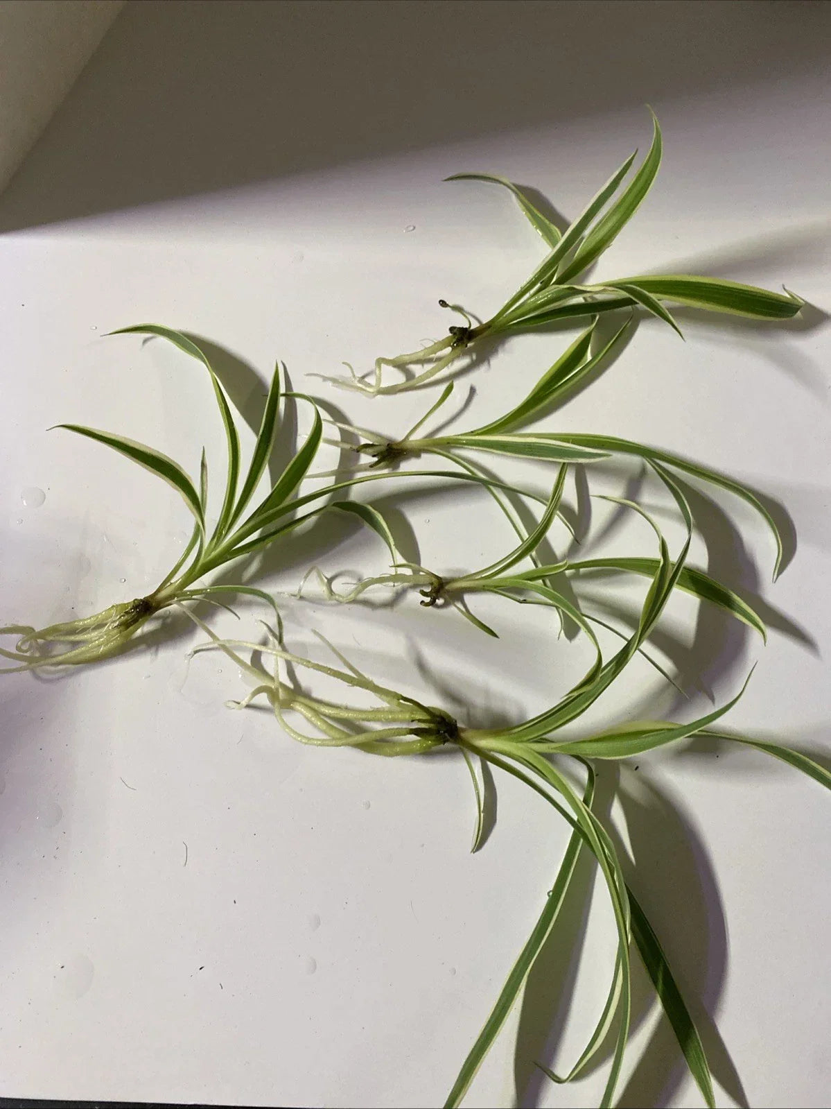 Live Bare Rooted Spider Plants 5 Pack - Chlorophytum comosum Indoor Air Purifying Houseplants