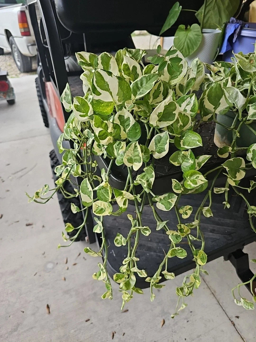 Large 6" Pot Pothos 'N'joy' Live Plant, Variegated Epipremnum aureum, Indoor Houseplant, Easy Care, Trailing Vine