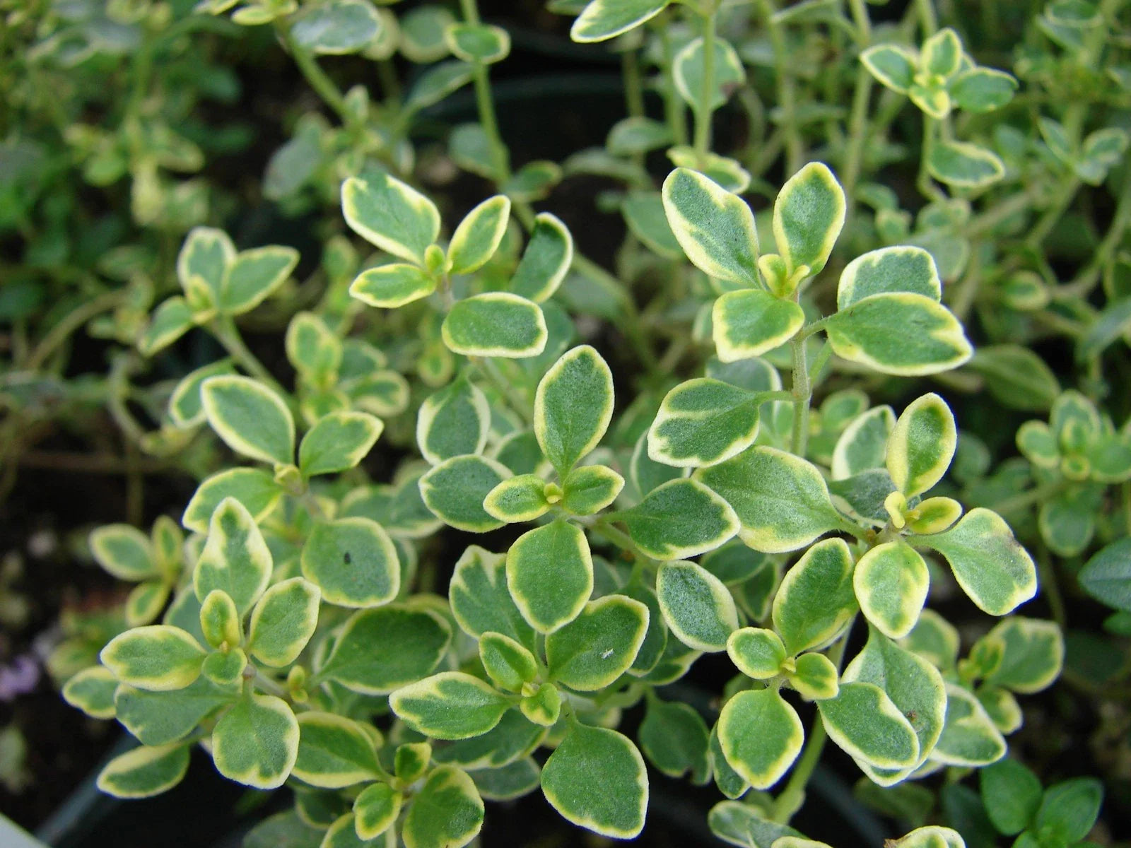Lemon Thyme Seeds – 500 Pack, Perennial Herb, Thymus Pulegioides, Culinary & Pollinator Friendly