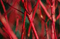 Bloodtwig Dogwood Seeds - Cornus sanguinea - Hardy Shrub for Landscaping and Garden Use - 40 Seeds