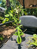 XL Philodendron Florida Red Stem Plant - Indoor Houseplant with 10 Leaves - Climbing Vine, Tropical Greenery, Low Maintenance