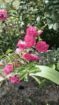 Pink Seven Sisters Rose Cuttings, Climbing Rose, 8 Pack, No Roots, Rosa 'Seven Sisters'