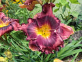 Daylily Bareroot Plant - 'When The Band Played On' Hemerocallis, Perennial Flowering Plant, Full Sun, Drought Tolerant