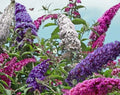 Butterfly Bush Seeds Mix 100 Count, Scented Flowers, Attracts Butterflies, Buddleia Davidii, Full Sun, Low Maintenance