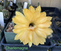 Echinopsis Schick Hybrids Cactus Plant - Rooted Succulent Variety Charlemagne