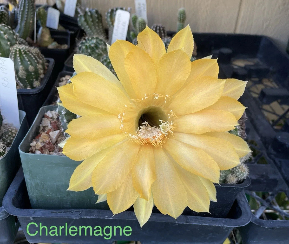 Echinopsis Schick Hybrids Cactus Plant - Rooted Succulent Variety Charlemagne