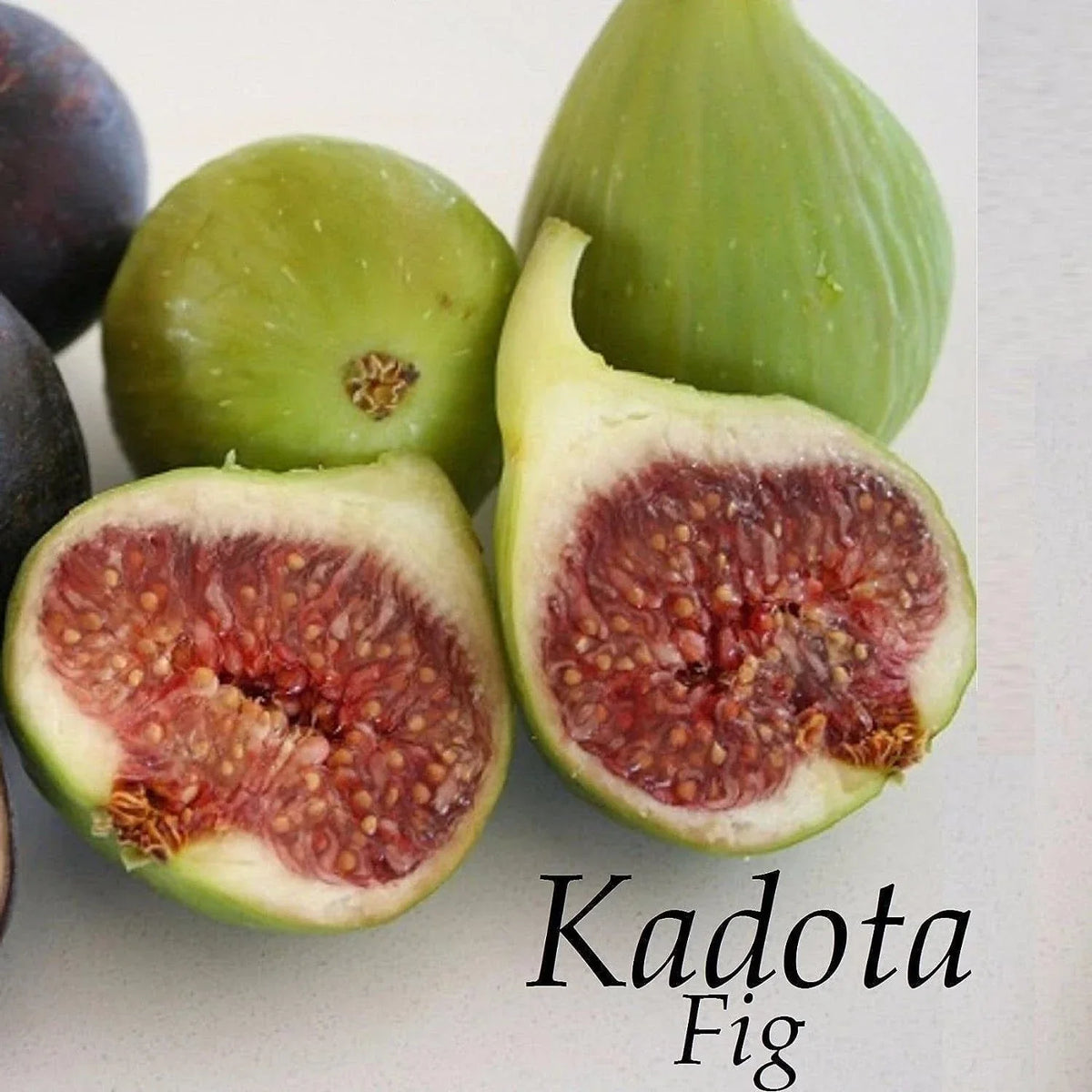 Kadota Fig Live Bare Root Plant – Ficus carica, Greenish-Yellow Fruit, Suitable for Zones 7-10
