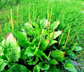 Wide Leaf Plantain Seeds 500 Count, Plantago major, Perennial Ground Cover, Herbal Remedies, Medicinal Plant, Easy to Grow