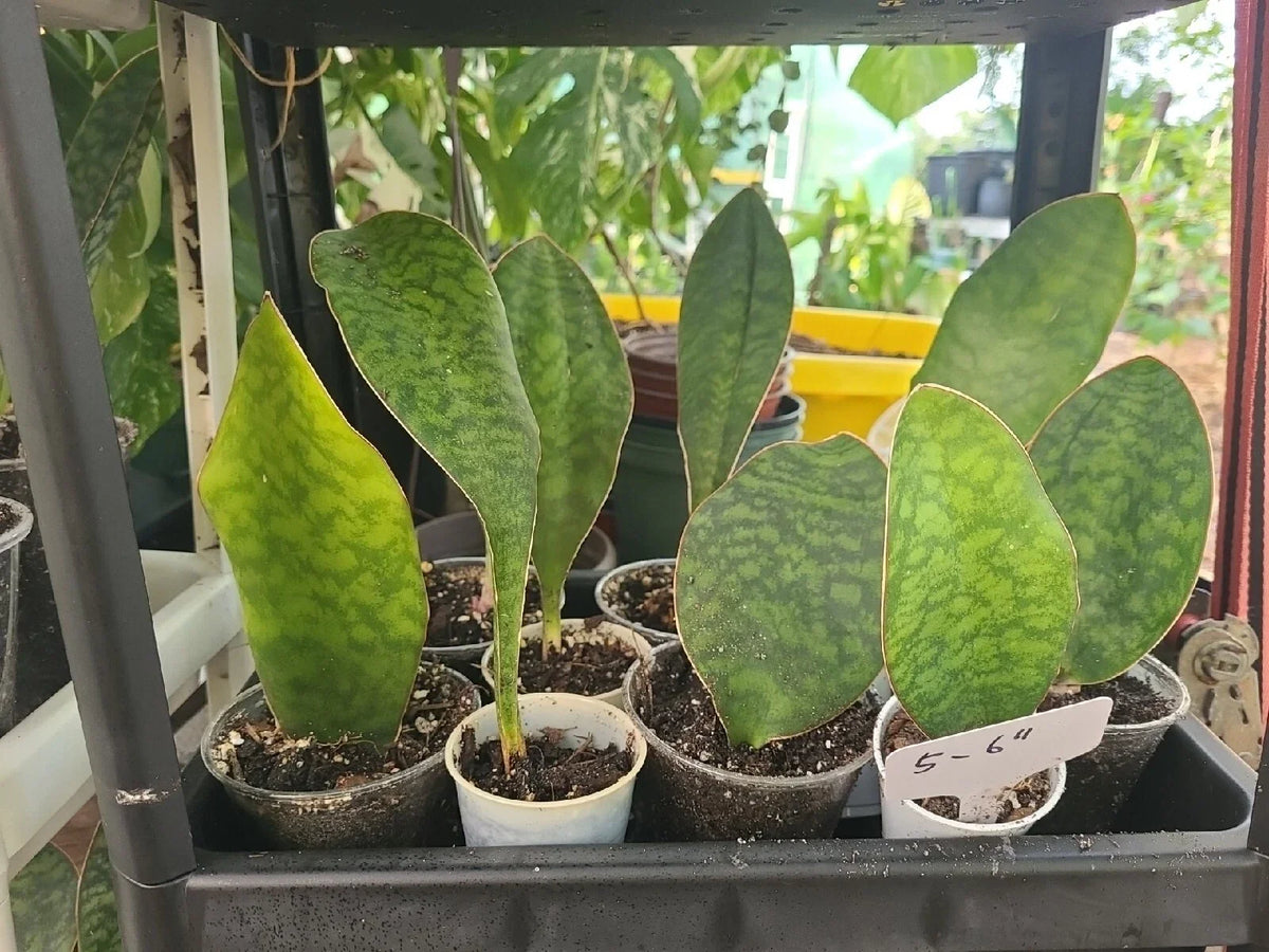 Baby Sansevieria Masoniana Whale Fin Snake Plant - 5-6" Rooted Indoor Succulent, Air Purifying, Low Maintenance, Compact Houseplant