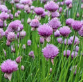 Chives Seeds 1000+ Perennial Herb with Purple Flowers Allium schoenoprasum Garden Plant