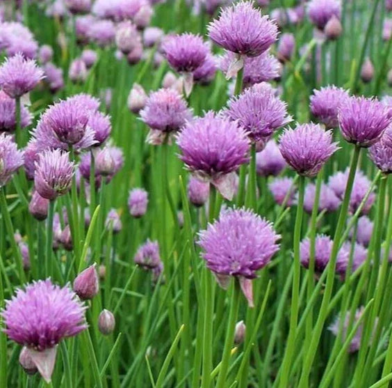 Chives Seeds 1000+ Perennial Herb with Purple Flowers Allium schoenoprasum Garden Plant