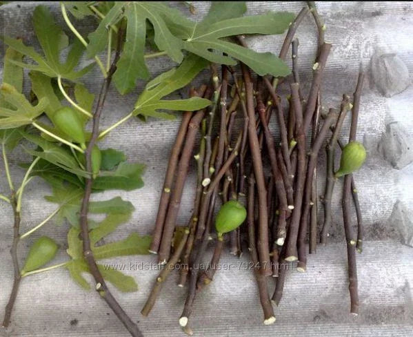 Fresh Fig Tree Cuttings – Organic Varieties, Ficus carica, Black Mission, Kadota, Adriatic, Ready to Plant