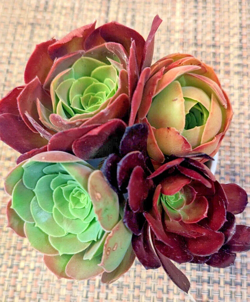 Aeonium Succulent Cuttings Set of 4 - 2" Diameter - Varieties for Indoor & Outdoor Gardening