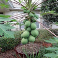Solo Sunset Papaya Seeds – 25 Pack, Tropical Fruit, Carica papaya, Sweet Juicy Fruits, Fast Growing, Easy to Grow