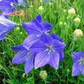 Balloon Flower Seeds - 20 Fresh Platycodon grandiflorus Perennial Seeds for Borders, Containers, Pollinator Attractant