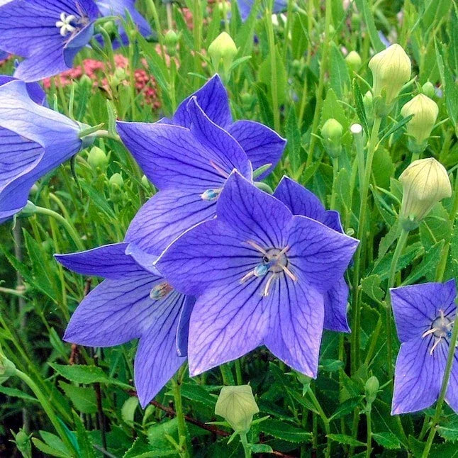 Balloon Flower Seeds - 20 Fresh Platycodon grandiflorus Perennial Seeds for Borders, Containers, Pollinator Attractant