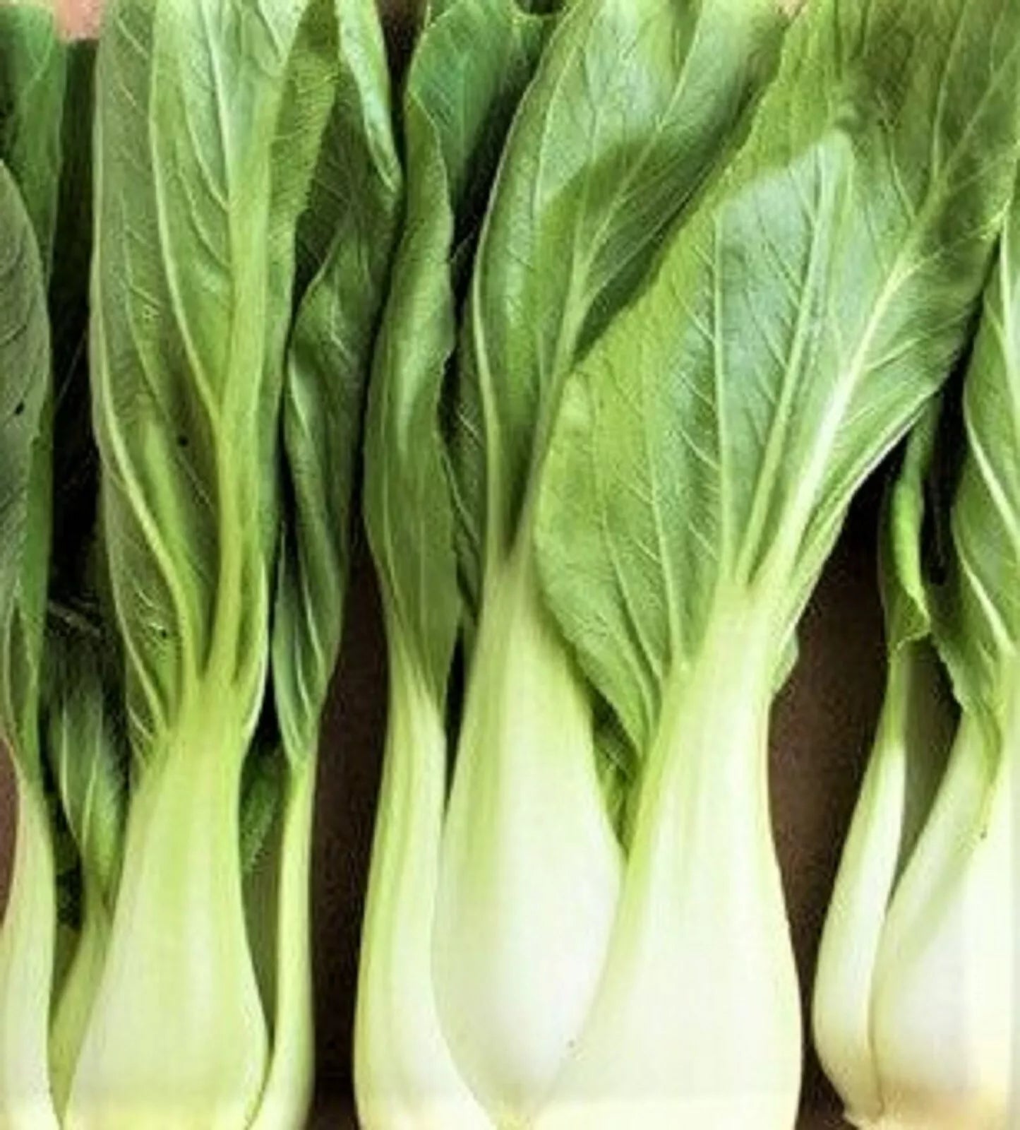 Bok Choy Seeds White Stem Variety, Brassica rapa subsp. chinensis, 200+ Seeds for Organic Gardening