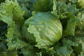 Bulk Iceberg Lettuce Seeds - Heirloom Non-GMO Crisp Variety for Salad and Garden - Lactuca sativa