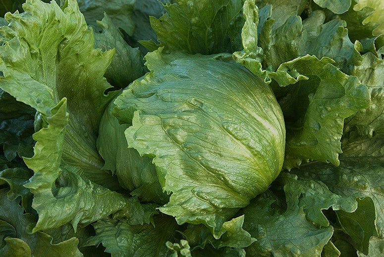 Bulk Iceberg Lettuce Seeds - Heirloom Non-GMO Crisp Variety for Salad and Garden - Lactuca sativa