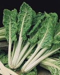Organic Heirloom Swiss Chard Seeds - Green Lucullus Variety, Non-GMO, Full Sun, Beta vulgaris subsp. cicla, Packaged Gardening Seeds