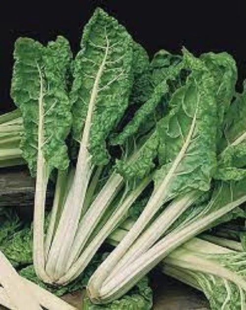 Organic Heirloom Swiss Chard Seeds - Green Lucullus Variety, Non-GMO, Full Sun, Beta vulgaris subsp. cicla, Packaged Gardening Seeds