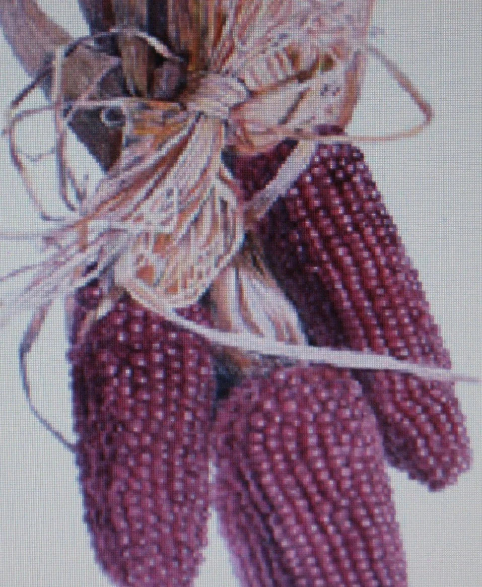Red Kernel Popcorn Seeds – Zea mays Everta, 50 Pack, Heirloom, Non-GMO, Vibrant Red Kernels for Home Garden & Popcorn Enthusiasts