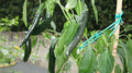 Pasilla Bajio Pepper Seeds – Mildly Hot & Sweet, Slender 8-14 Inch, Capsicum annuum, Culinary, Garden, Salsas, Easy Grow