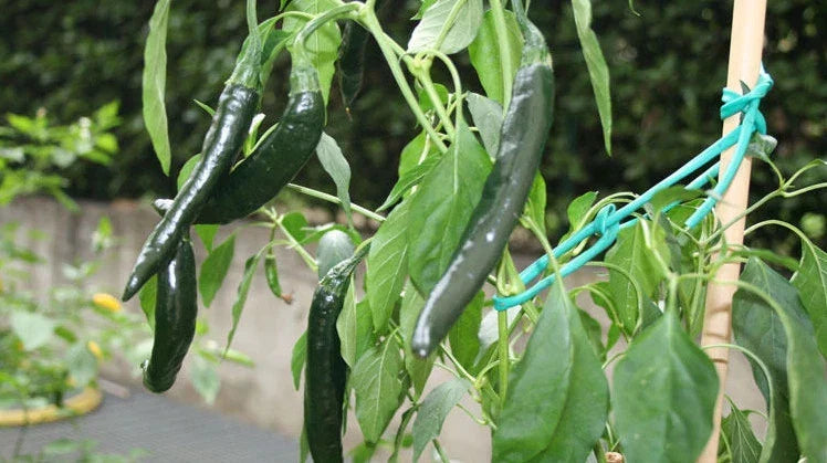 Pasilla Bajio Pepper Seeds – Mildly Hot & Sweet, Slender 8-14 Inch, Capsicum annuum, Culinary, Garden, Salsas, Easy Grow