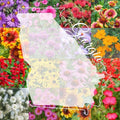 Georgia Wildflower Seed Mix 1/2LB - Native Flower Blend for Pollinators, Colorful Blooms, Full Sun to Partial Shade