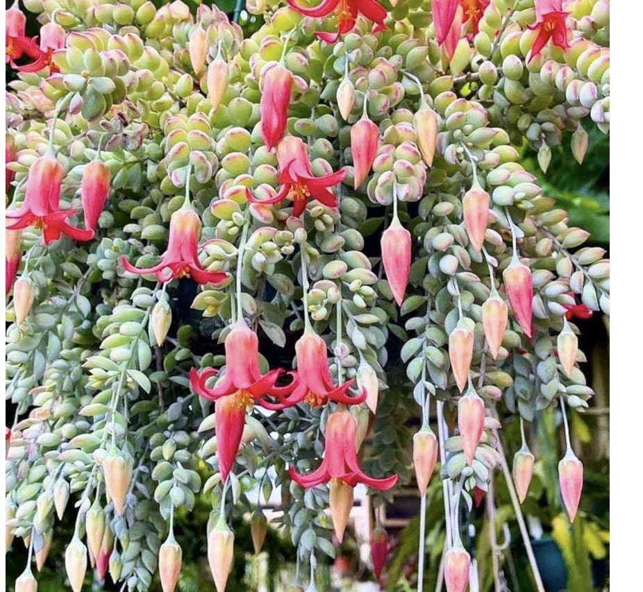 Cotyledon Pendens Succulent with Pink Flowers - Bare Root Indoor Plant